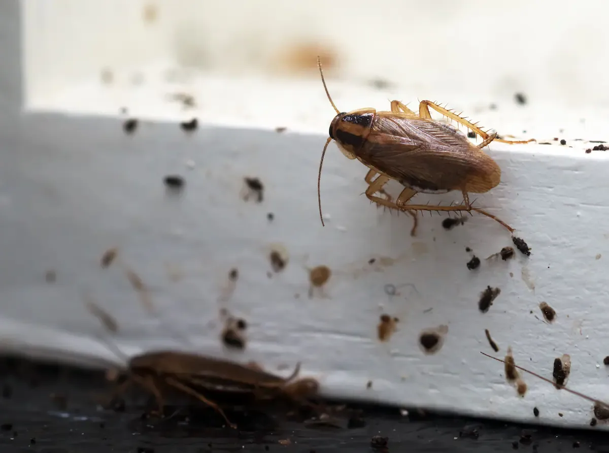 Cucaracha