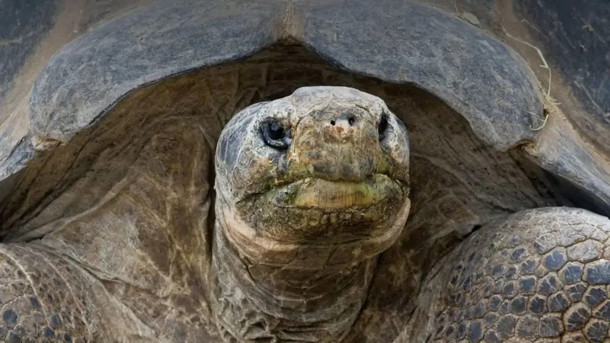 La reactivación del ecosistema del desierto a partir de soltar tortugas.